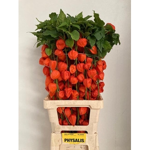 PHYSALIS LAMPION TAK