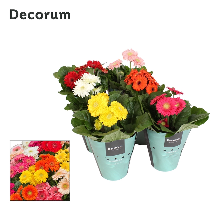 <h4>Sundayz belicht 3+bl. 12cm potcover Decorum</h4>