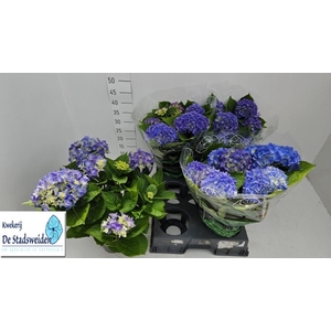 HYDR M BLAUER ZWERG
