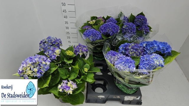 <h4>HYDR M BLAUER ZWERG</h4>