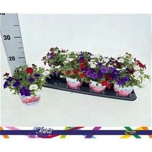 Calibrachoa gemengd