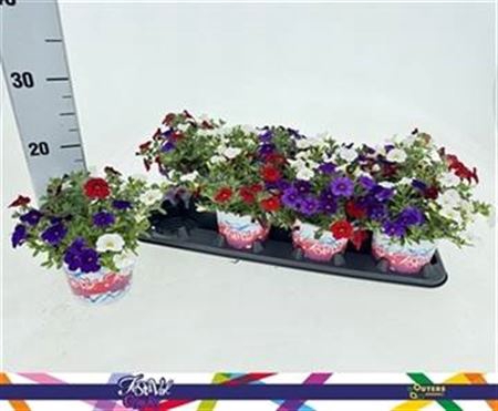 <h4>Calibrachoa gemengd</h4>