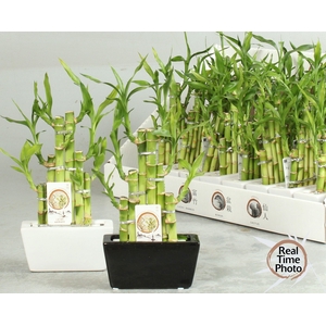 DRA LUCKY BAMBOO