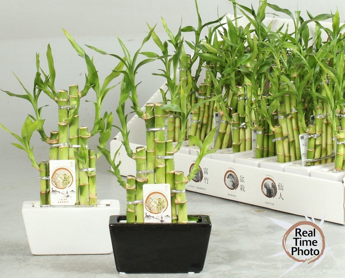 <h4>DRA LUCKY BAMBOO</h4>