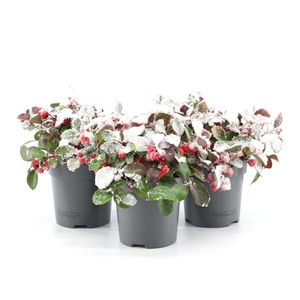 Gaultheria pr. 'Big Berry'® P10 + Snow