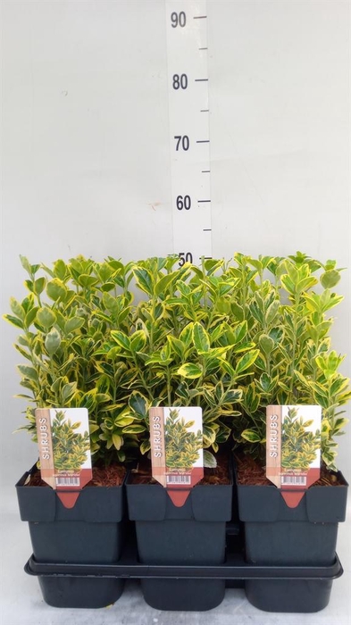 <h4>Euonymus japon. 'Ovatus Aureus'</h4>