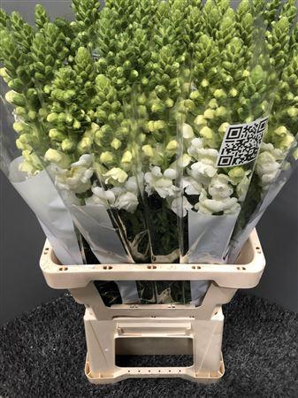 <h4>Antir Poto White</h4>