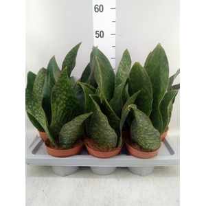 Sansevieria grandis