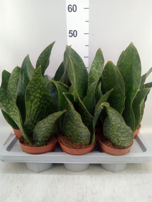 <h4>Sansevieria grandis</h4>