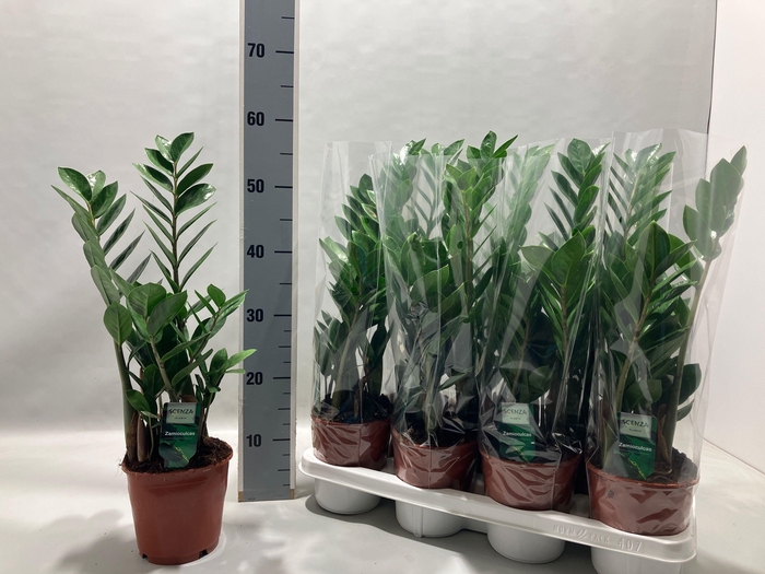 <h4>ZAMIO ZAMIIFOLIA</h4>