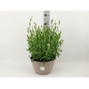 GAUR LI GEYSER WHITE