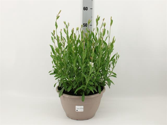 GAUR LI GEYSER WHITE
