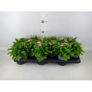 Myosotis sylv. 'Mon Amie Pink'