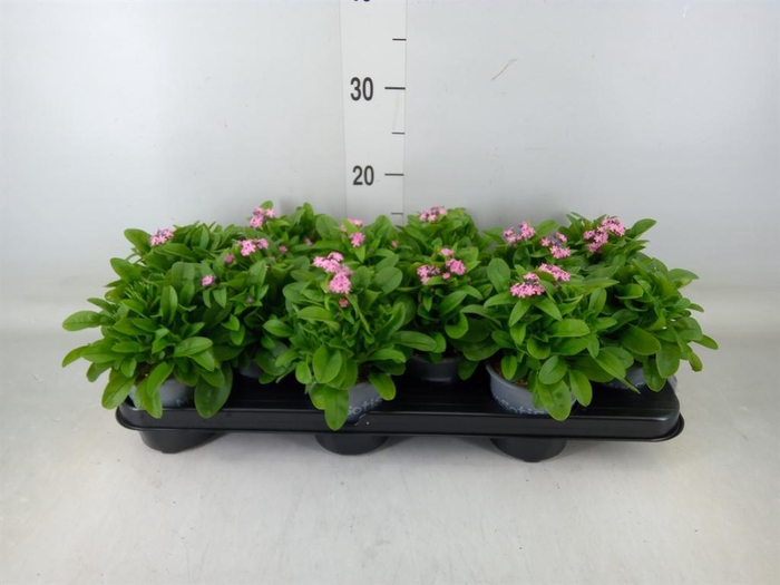 <h4>Myosotis sylv. 'Mon Amie Pink'</h4>