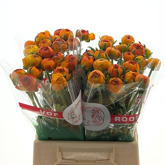 <h4>Ran Aazur Orange</h4>