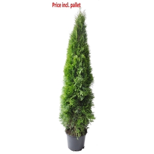 Thuja occ. Smaragd, plantmaat 160-180 cm - Rondgestoken - PALLET