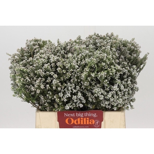 Kaaps Groen Rock Phylica