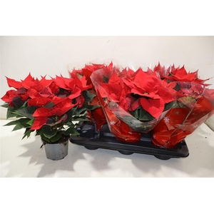 Euphor P Chr Univers