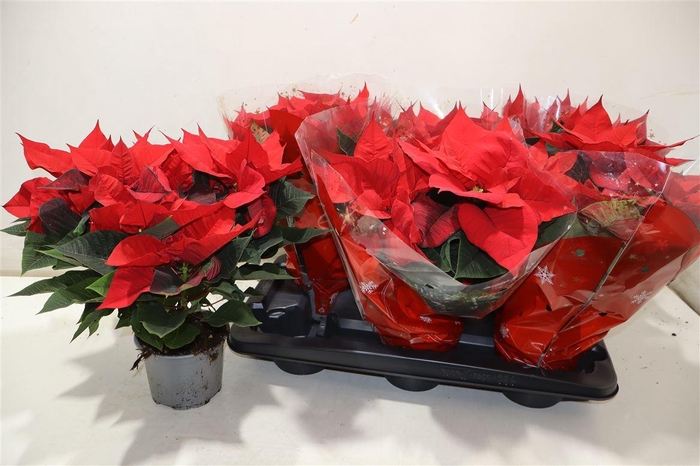 <h4>Euphor P Chr Univers</h4>