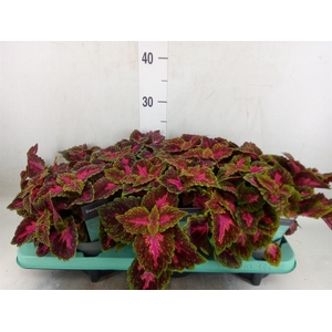 Plectranthus col. 'MSt Ruby Road'