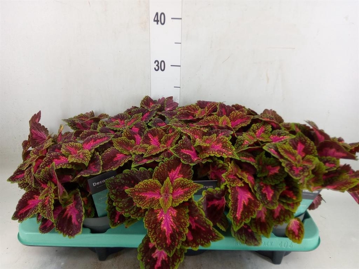 <h4>Plectranthus col. 'MSt Ruby Road'</h4>