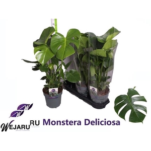 Monstera deliciosa 19Ø 70cm 3pp