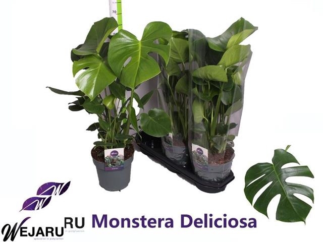 Monstera deliciosa 19Ø 70cm 3pp