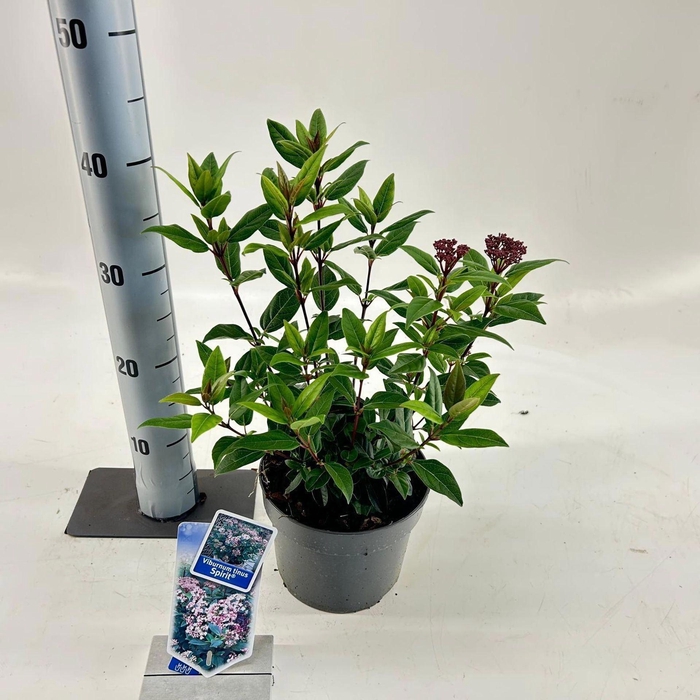 <h4>Viburnum Anvi</h4>