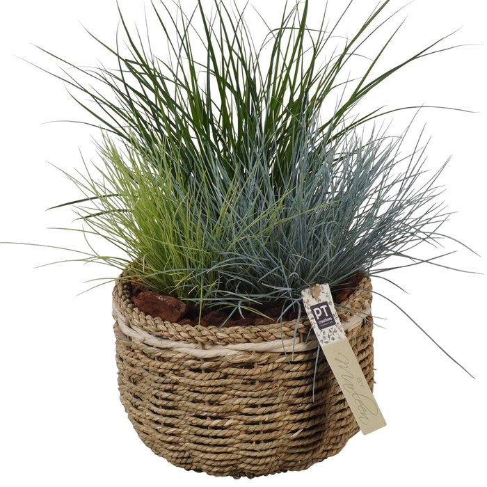 <h4>Arr.   Tuinplanten L%</h4>