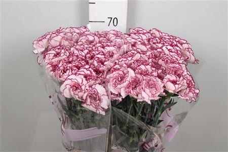 <h4>Di St Damascus</h4>