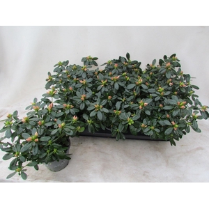 RHODO SI TOSH LONDON