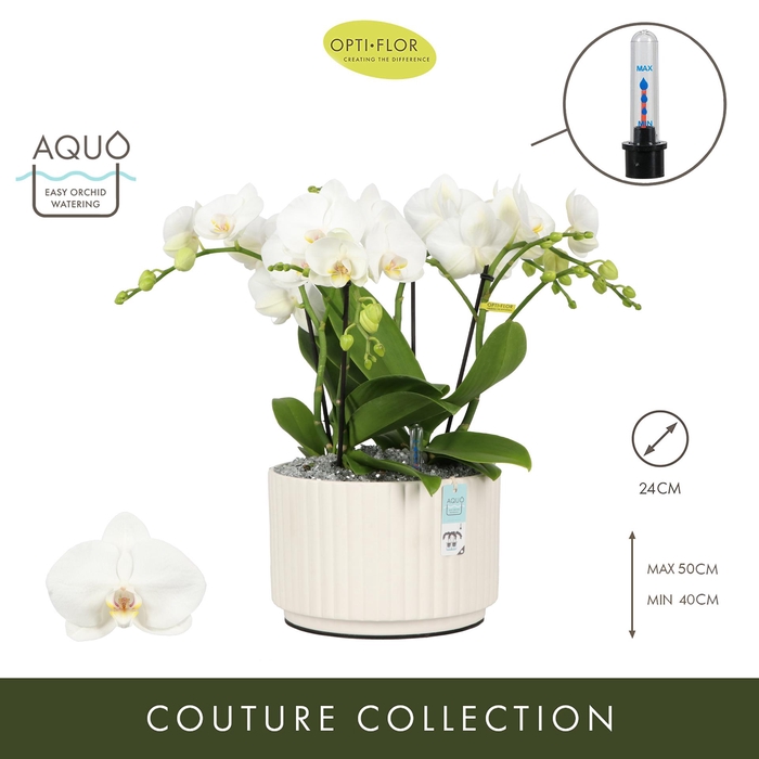 <h4>Arran. Tablo Champagne Molise White Aquo</h4>