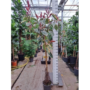 Ficus Belize