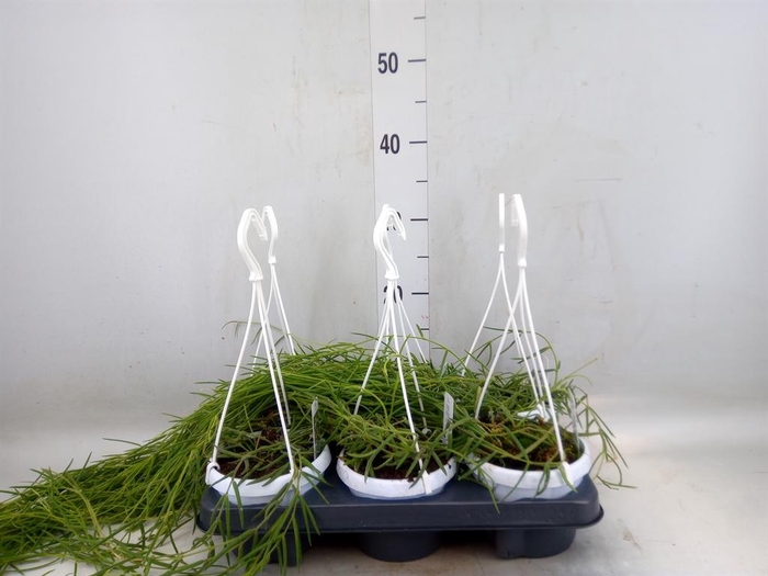 <h4>Hoya linearis</h4>