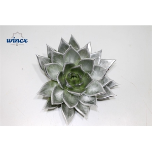 Echeveria Agavoides Paint Silver Cutflower Wincx-8