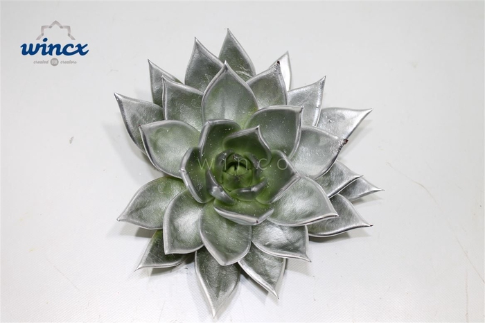 <h4>Echeveria Agavoides Paint Silver Cutflower Wincx-8</h4>