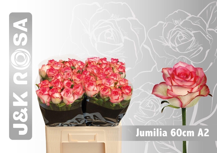 <h4>ROSA GR 'JUMILIA'</h4>
