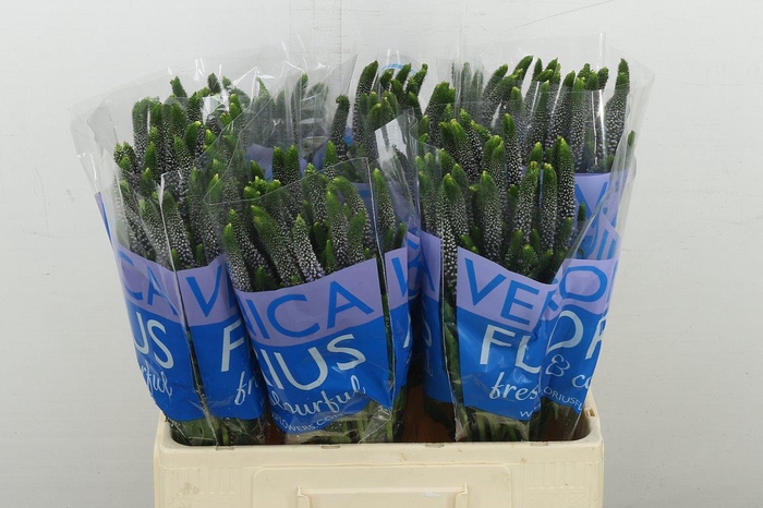 <h4>Veron Smart June</h4>