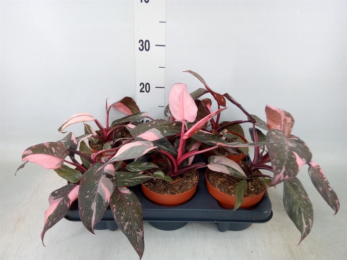 <h4>Philodendron   ...</h4>