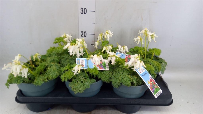 <h4>Dicentra   ...</h4>