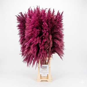Dried Cortaderia Sacuara Red