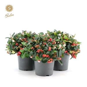 Gaultheria pr. 'Big Berry'® P15