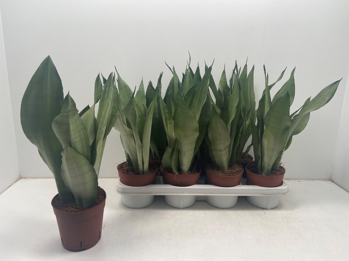 <h4>SANSEV MOONSHINE</h4>