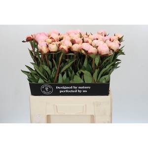 Paeonia Florence Nicholls