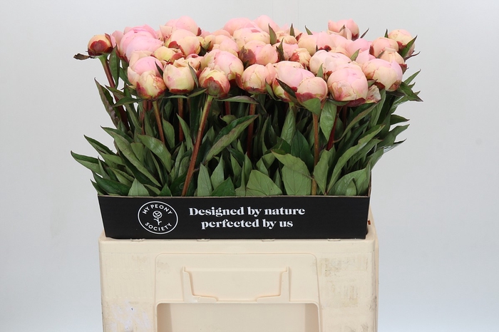 Paeonia Florence Nicholls