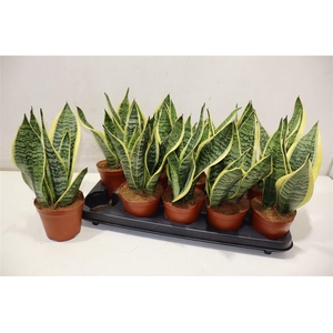 Sansev Futura Superb