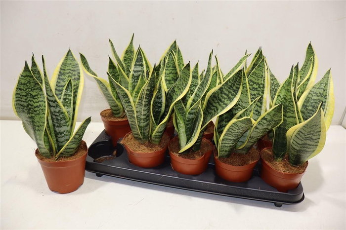 <h4>Sansev Futura Superb</h4>