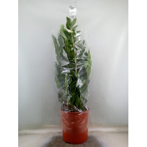 Zamioculcas zamiifolia