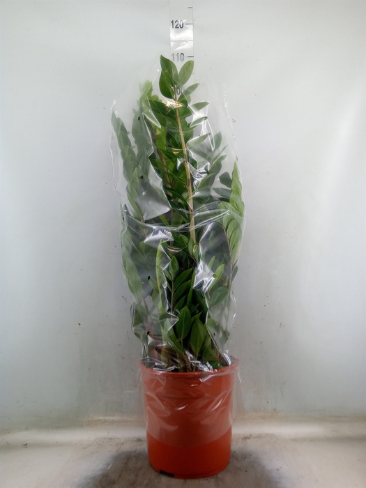 <h4>Zamioculcas zamiifolia</h4>