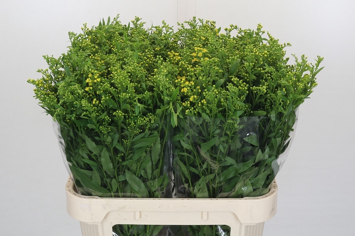 <h4>Solidago Golden Glory</h4>